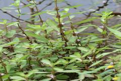 Hygrophila ringens